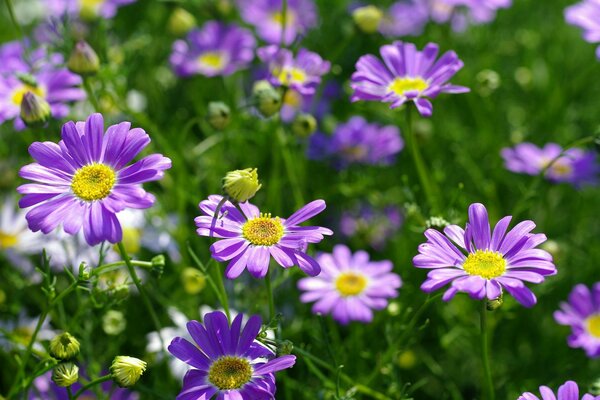 Field of petals of purple marigolds