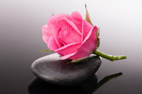 A bud of a generic rose on a stone