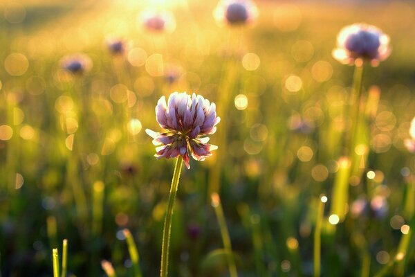 Flor de trébol en los rayos del amanecer