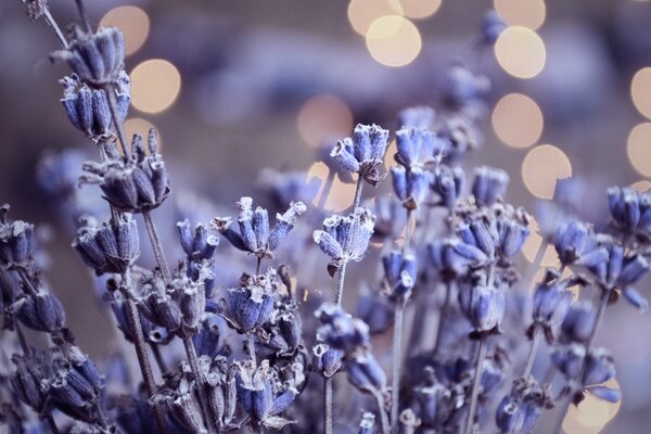 Flores de lavanda, reflejos del rocío