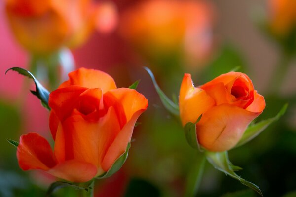 Ein Paar Rosenknospen mit einem verschwommenen Hintergrund