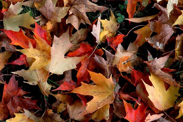 Upadłe kolorowe liście jesienią