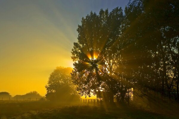 Sonnenaufgang, der durch die Bäume die Sonne erweckt