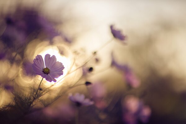 Macro de fleurs lilas au coucher du soleil