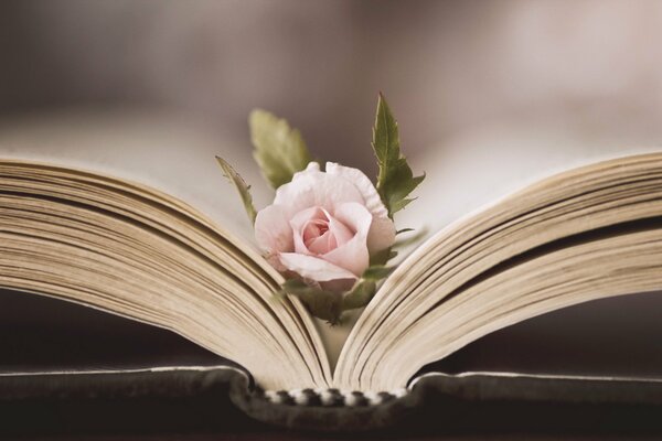 Beauty in the details for book lovers