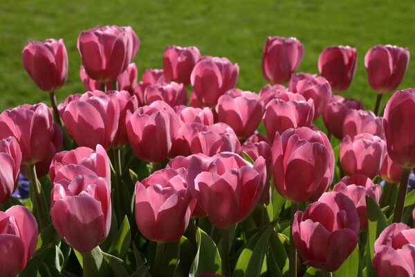 Tulipanes rosados en un campo verde