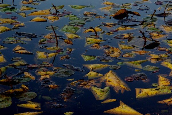 Yellow leaves on the surface of the lake