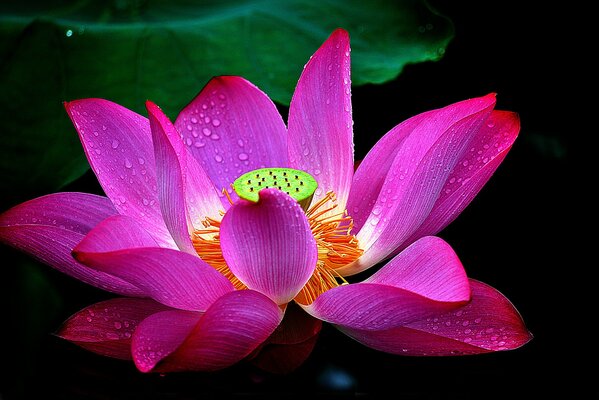 Petali di loto in fiore con gocce d acqua