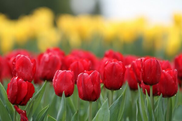 Photos of bright red tulips