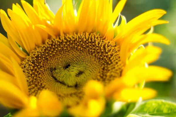 Girasole luminoso con un sorriso