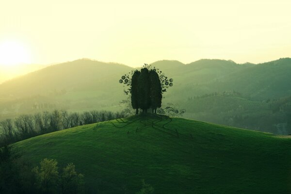 Drawing. Field, greenery, background for the screensaver