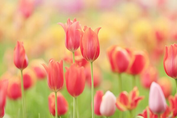 Prairie d été parsemée de tulipes délicates