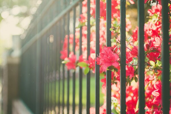 Rote Blumen hinter dem grünen Zaun. Unscharfer Hintergrund