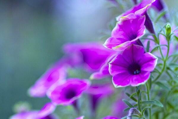 Malinowa Petunia. Zieleń. Makro. Rozmyte tło