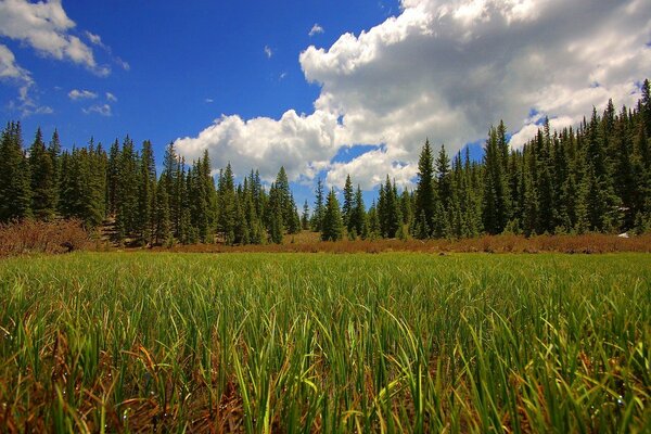 Il campo in estate è molto bello e suggestivo