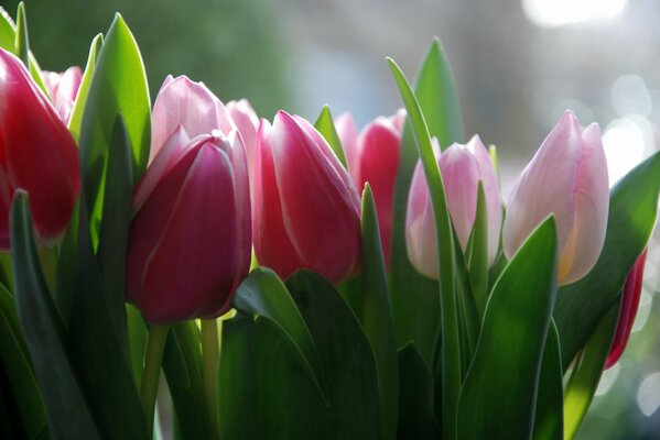 Delicate pink tulip flowers