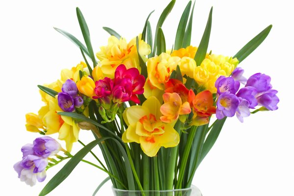 Bouquet of Colorful daffodils