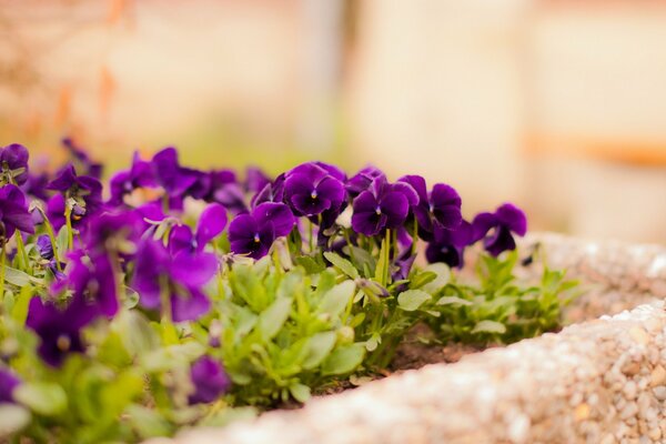 Violet viola flowers in a flower bed