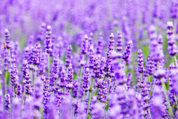 Umore floreale del campo di lavanda