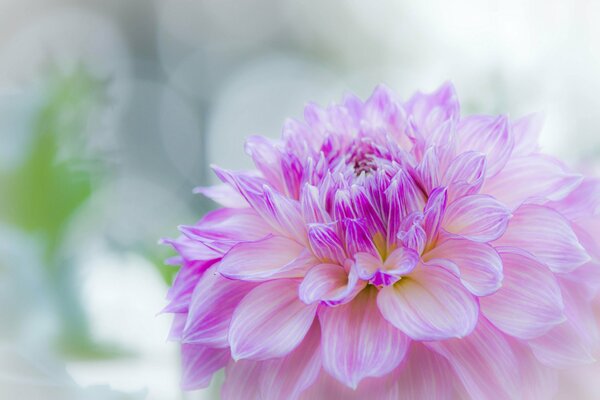 Purple flower close-up