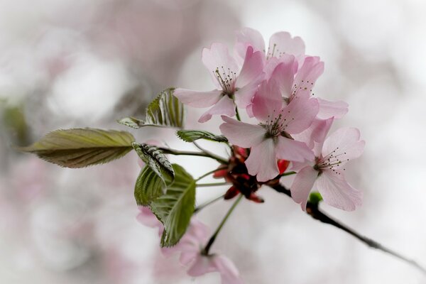 La floraison printanière est le plus beau moment pour le printemps