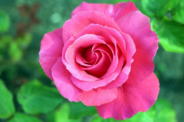 Fotografía macro de una flor tierna rosa