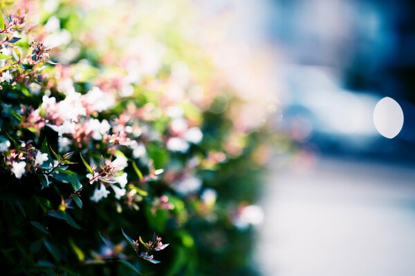 Imagen borrosa de flores en la calle