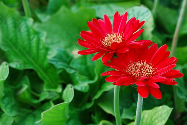 Fleurs rouges sur la pelouse verte