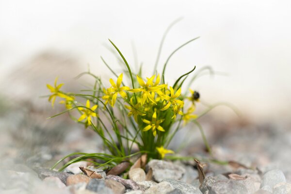 I fiori gialli crescono sulle rocce