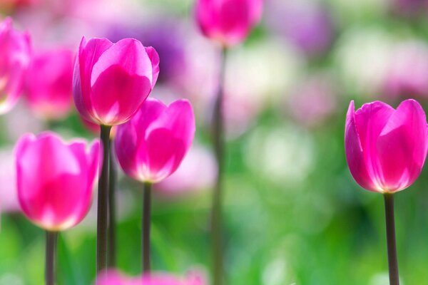 A field with tulips on a blurry background