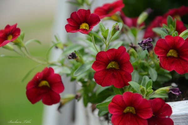 Photo de gros plan d un pétunia rouge