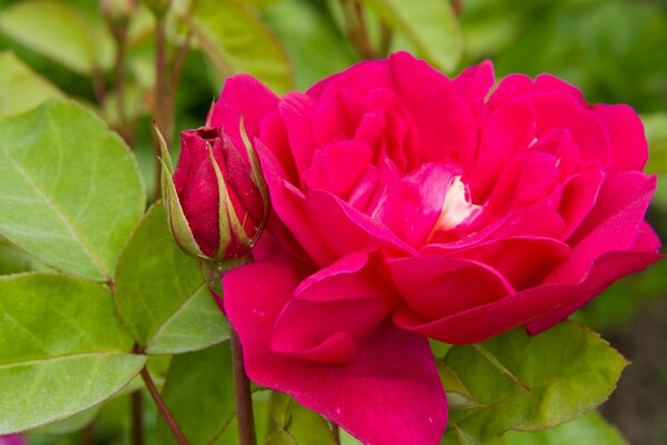 The blooming rose is very beautiful, a large and weighty bud