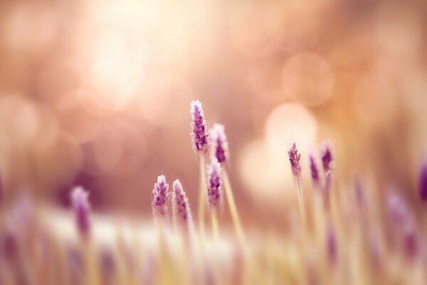 There are beautiful flowers in the meadow . Blurred background, widescreen