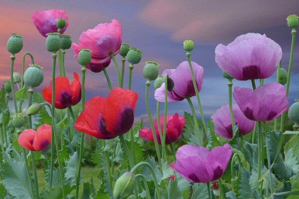 Amapolas en flor rojas y Rosadas