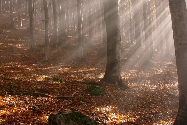 Autumn leaves fallen from trees in the forest