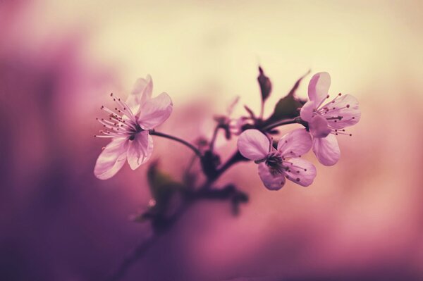 Zarte lila Blüten. Kirschblüten. Makro-Kamera. Unscharfer Hintergrund