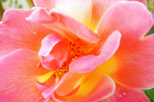 Estambres entre los pétalos rosados de la flor