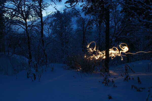 Beautiful snow-covered forest at dusk