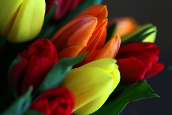 Bouquet of colorful unopened tulips