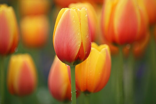 Tulipes orange. Parterres de fleurs