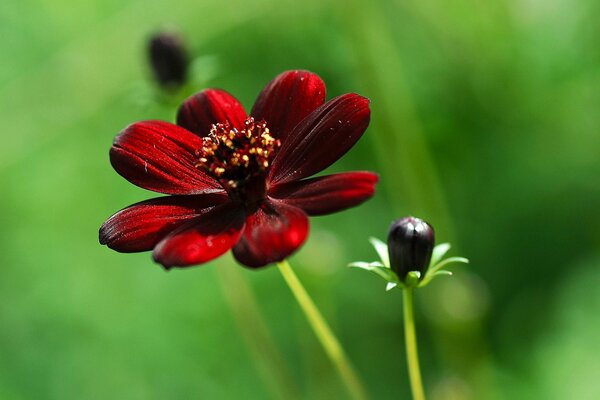 Knospe und blühende rote Blume