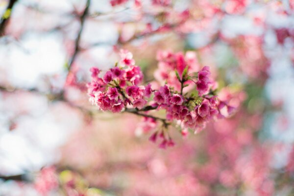Rami di fiori di ciliegio primaverili