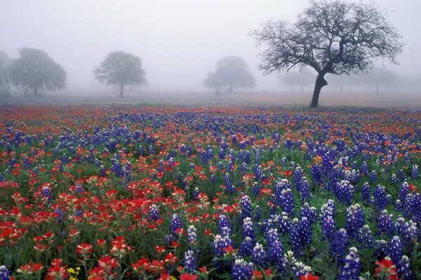 Niebla sobre el campo de flores. Árboles en la niebla