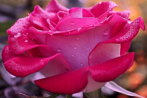 Rosa rosa con gotas de rocío