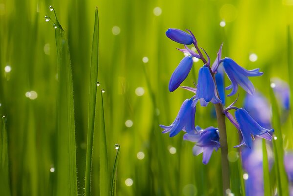 Fiori di campana su uno sfondo di erba con gocce di rugiada