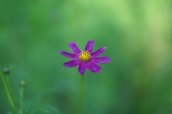 Фиолетовый цветок на зелёном фоне
