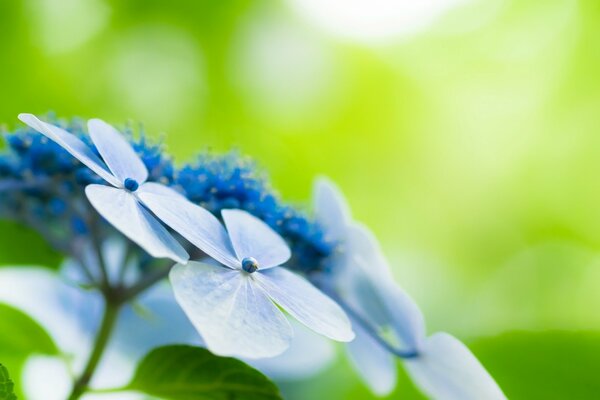 Beautiful blue meadow flowers