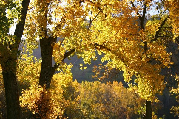 Autumn nature with yellow leaves