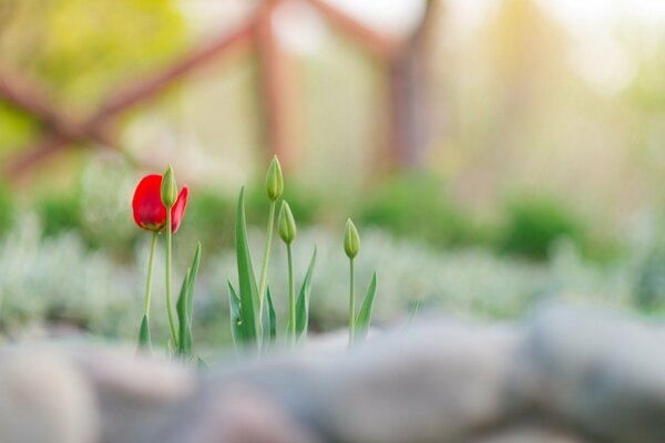 Tulpen auf verschwommenem Hintergrund