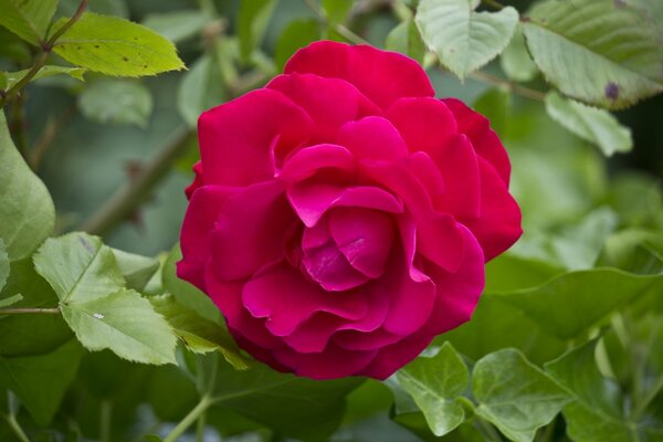 Rote Rose Nahaufnahme